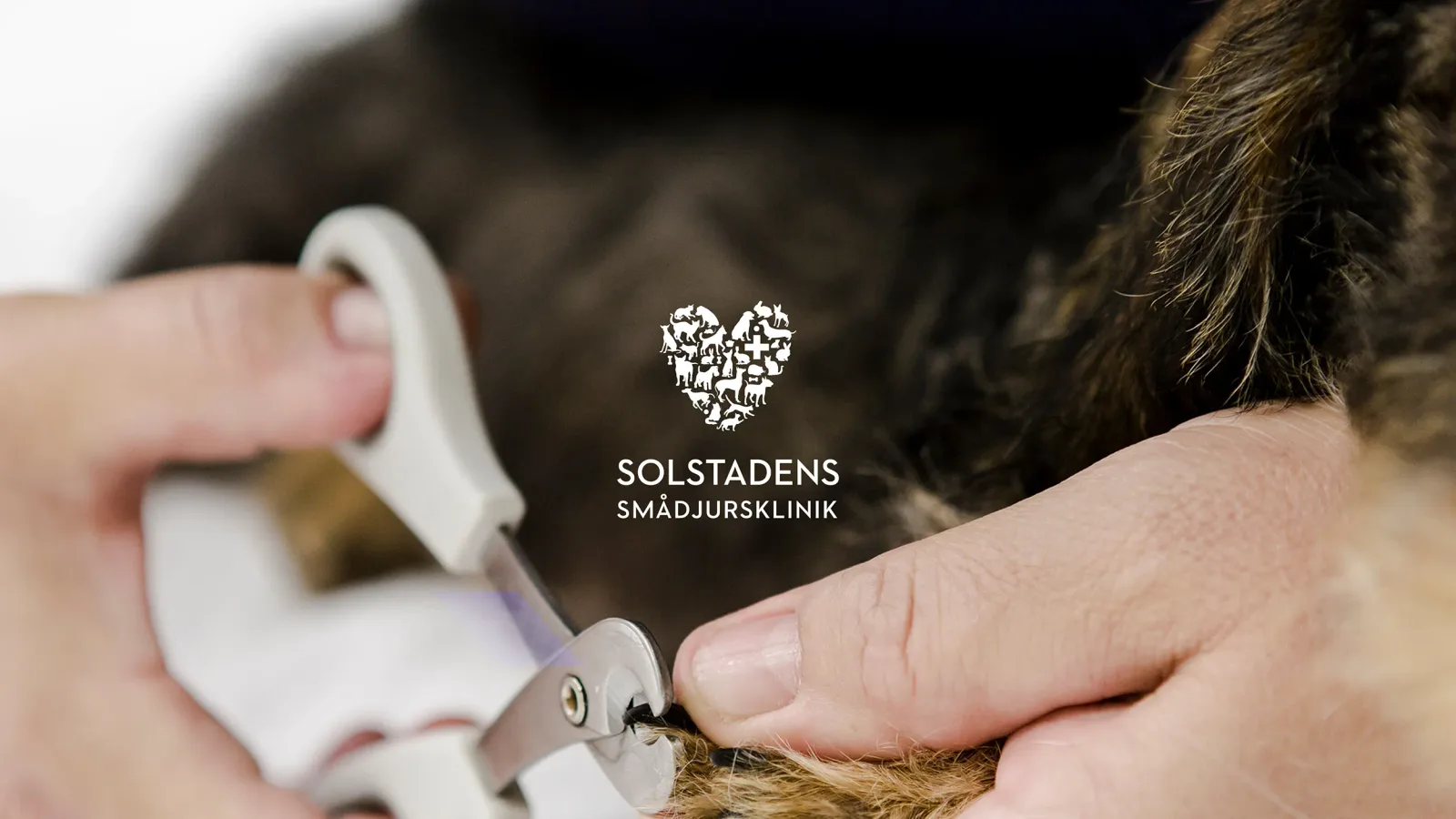Solstadens Smådjursklinik — Enhetlig grafisk profil och tre webbplatser för djurklinik