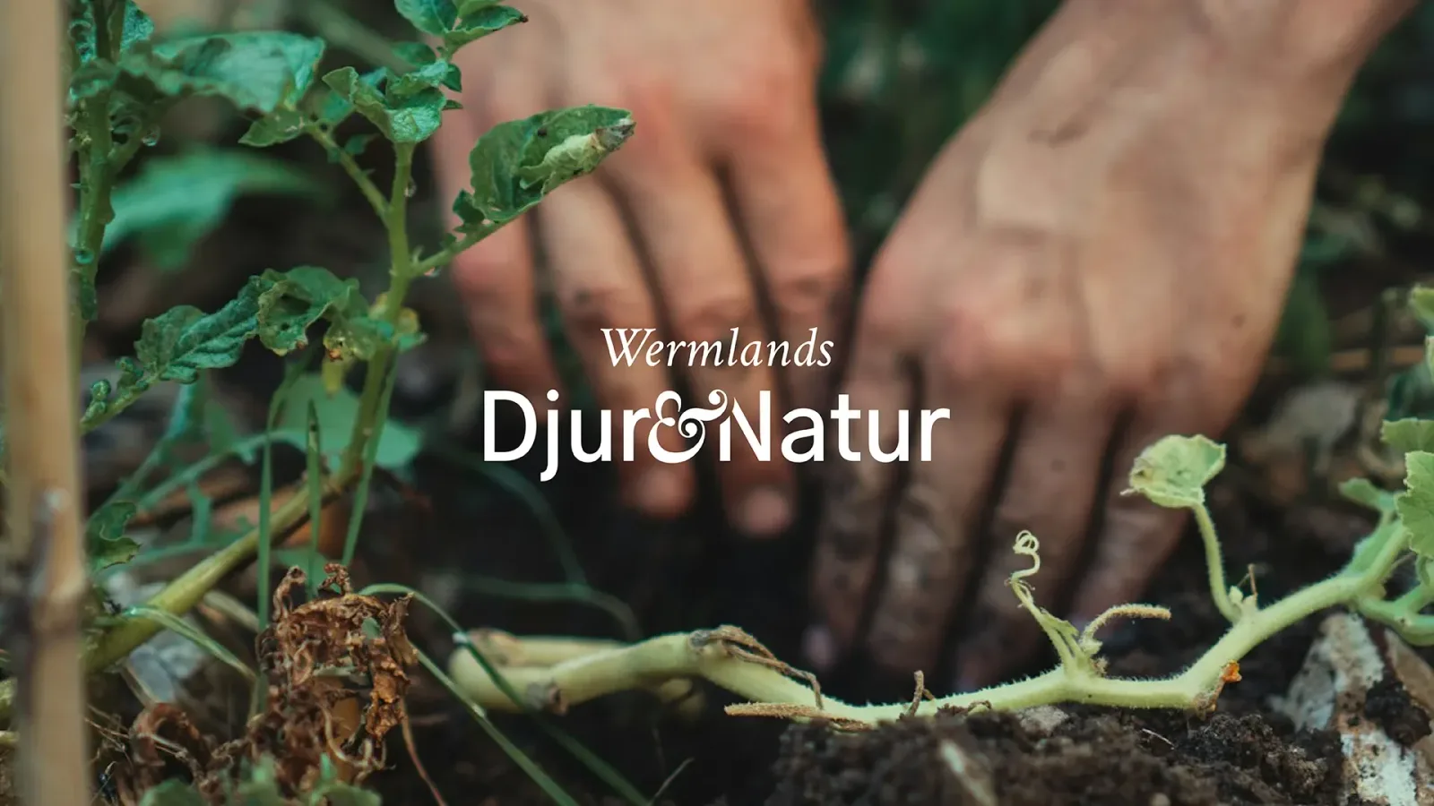 Wermlands Djur & Natur — Modern WooCommerce-webbshop och ny grafisk profil
